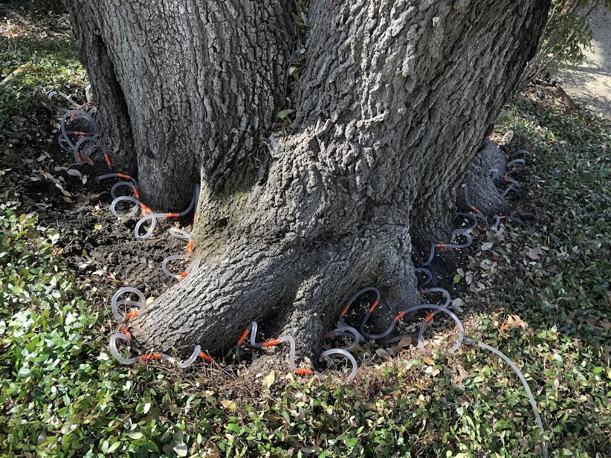 Detailed Tree Cabling and Bracing job site in Mahaffey