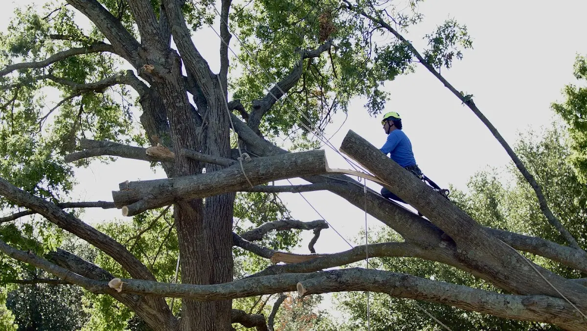Professional Crown Thinning performed by certified arborists in Mahaffey