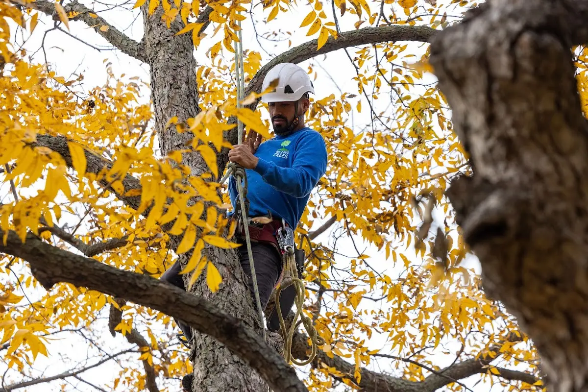 Skilled Tree Disease Treatment crew working in Mahaffey